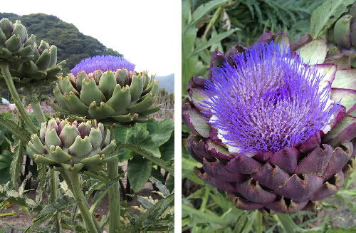 アーティチョークの花