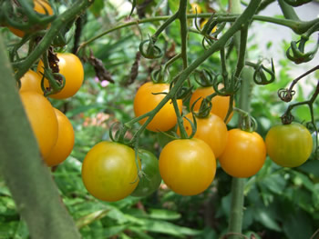 黄色トマト