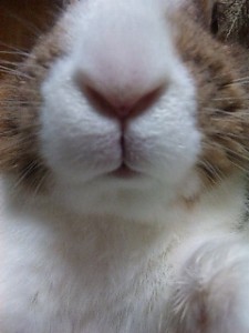 Doアップ！これはウサギです。
