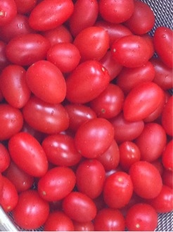 夏の収穫祭！トマト