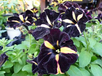 黒いペチュニア（ファントム）という新品種の花