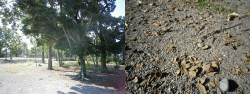 どんぐり、椎の木、シイの実