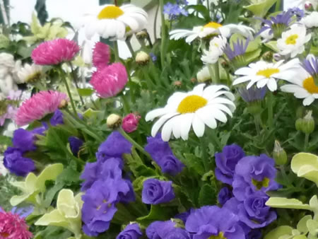 花・緑タウンフェアin静岡2011