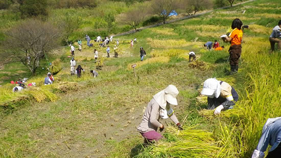 棚田の作業