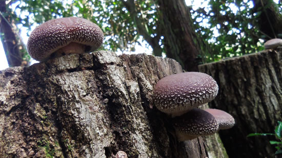 椎茸の山