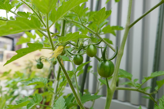 トスカーナバイオレット