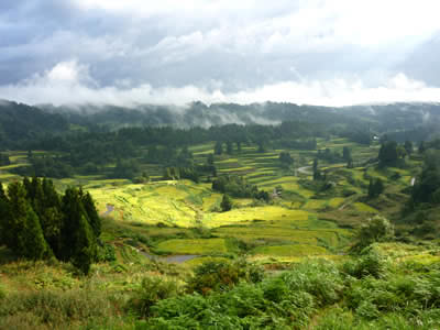十日町 松代、星峠から見た棚田