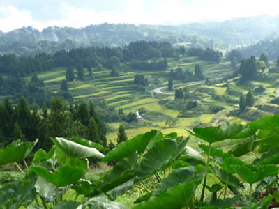 十日町 松代、星峠から見た棚田