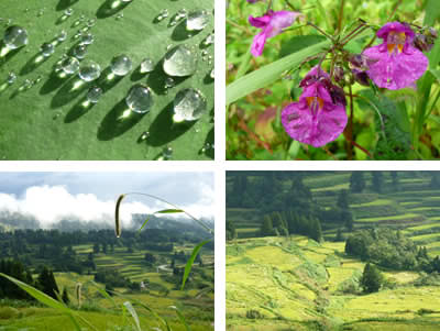 十日町 松代、星峠から見た棚田