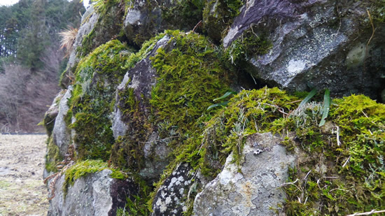 苔の美しい石垣