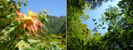 梅が島の紅葉もうすぐ